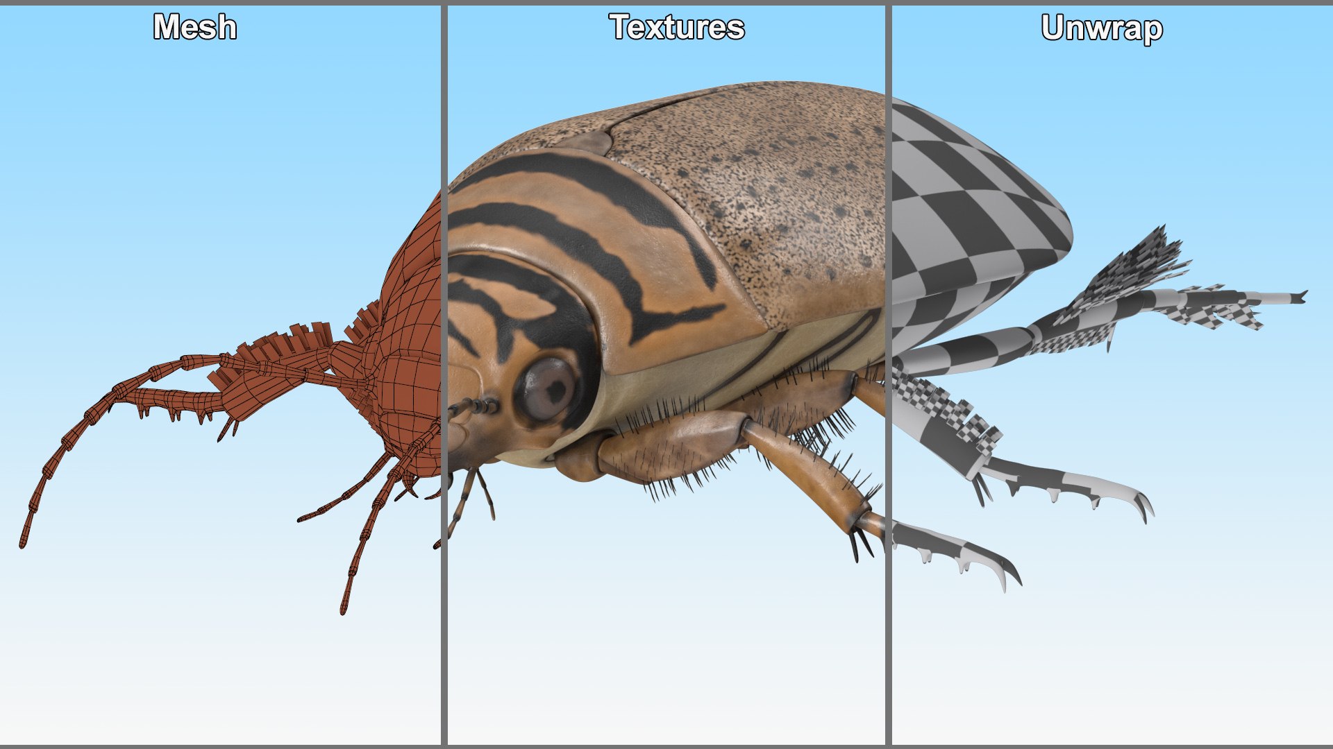 Water Beetle Beige 3D model https://p.turbosquid.com/ts-thumb/Vi/ypCKqD/Il/waterbeetlebeigevray3dmodel024/jpg/1718270662/1920x1080/fit_q87/4c180ee7a58f45f70f3db0880cd0fa8b1bbd8e5e/waterbeetlebeigevray3dmodel024.jpg