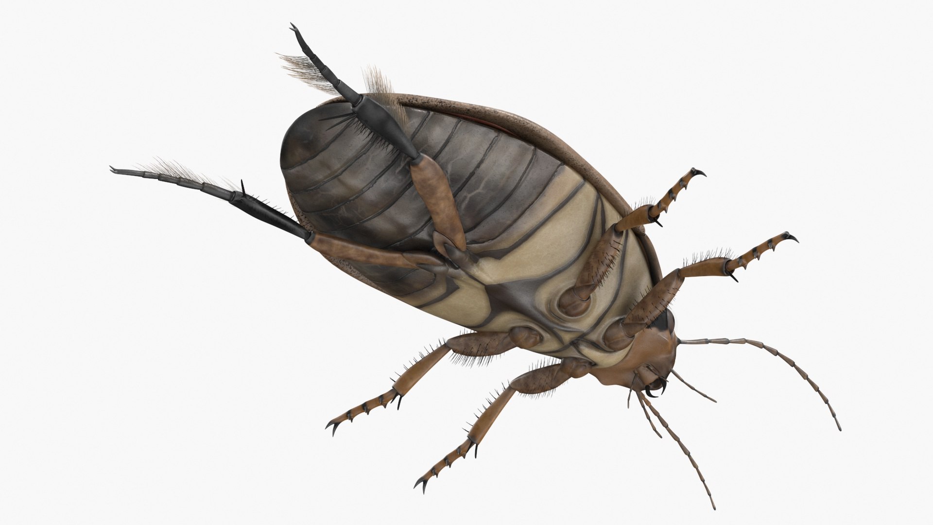 Water Beetle Beige 3D model https://p.turbosquid.com/ts-thumb/Vi/ypCKqD/Q6/waterbeetlebeigevray3dmodel019/jpg/1718270645/1920x1080/fit_q87/febfbbb40251a1e19b982de73ef76c6ed97b95ab/waterbeetlebeigevray3dmodel019.jpg