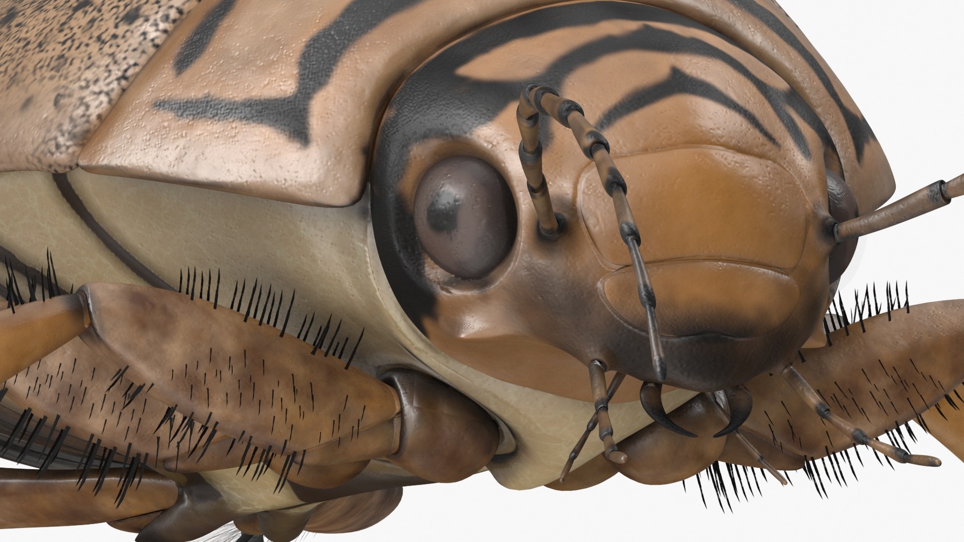Water Beetle Beige 3D model https://p.turbosquid.com/ts-thumb/Vi/ypCKqD/SA/waterbeetlebeigevray3dmodel021/jpg/1718270651/1920x1080/fit_q87/d3bc09fdd5f45ebf6705cc5ac00eeb9d8e451297/waterbeetlebeigevray3dmodel021.jpg