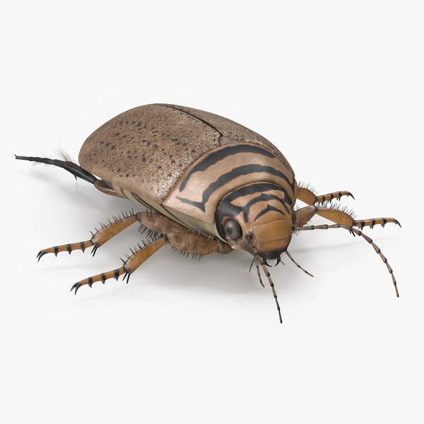 Water Beetle Beige 3D model