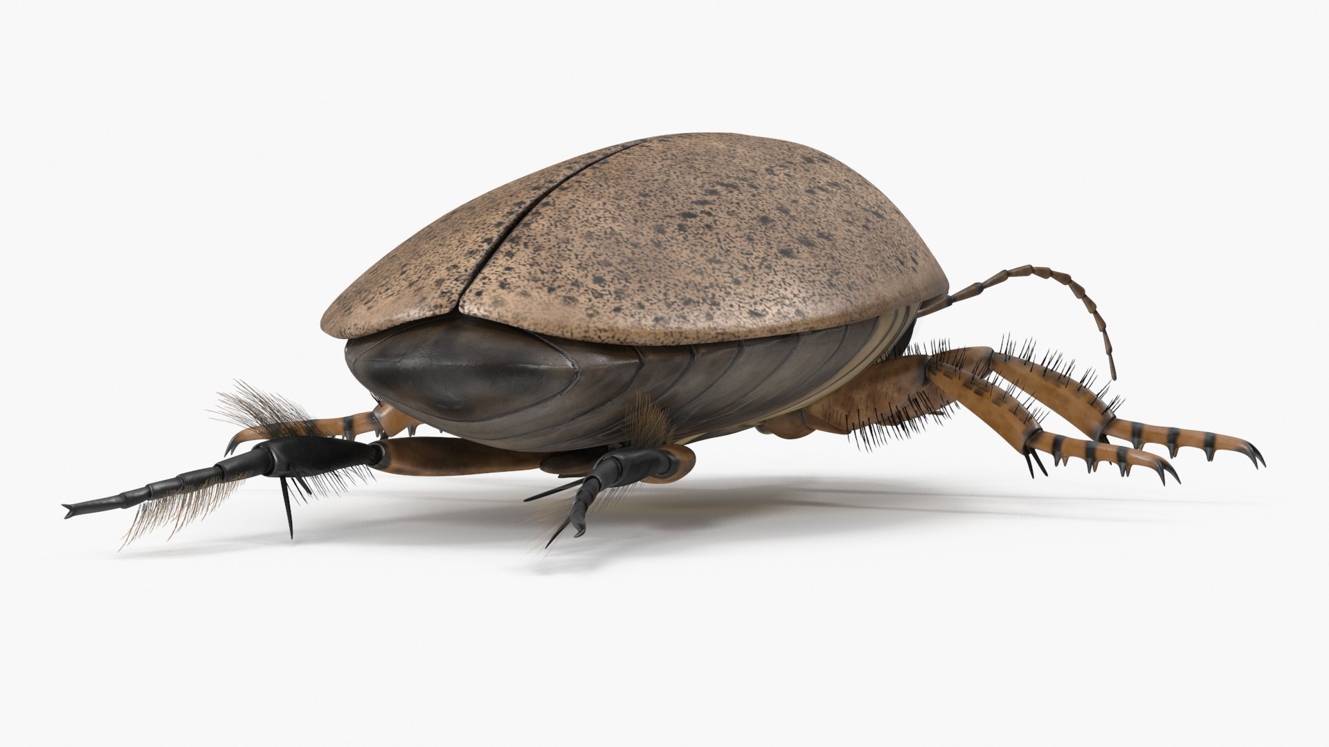Water Beetle Beige 3D model https://p.turbosquid.com/ts-thumb/Vi/ypCKqD/fs/waterbeetlebeigevray3dmodel017/jpg/1718270639/1920x1080/fit_q87/05fc6f745a8277af823666fd49322f186817a544/waterbeetlebeigevray3dmodel017.jpg