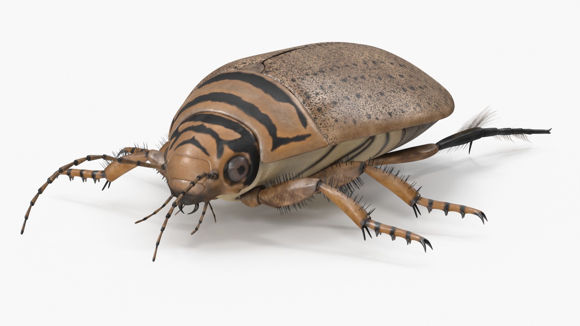 Water Beetle Beige 3D model https://p.turbosquid.com/ts-thumb/Vi/ypCKqD/g3/waterbeetlebeigevray3dmodel015/jpg/1718270632/1920x1080/fit_q87/cb28dec5fcbaa814e2b72f903d4b15504e8a3521/waterbeetlebeigevray3dmodel015.jpg