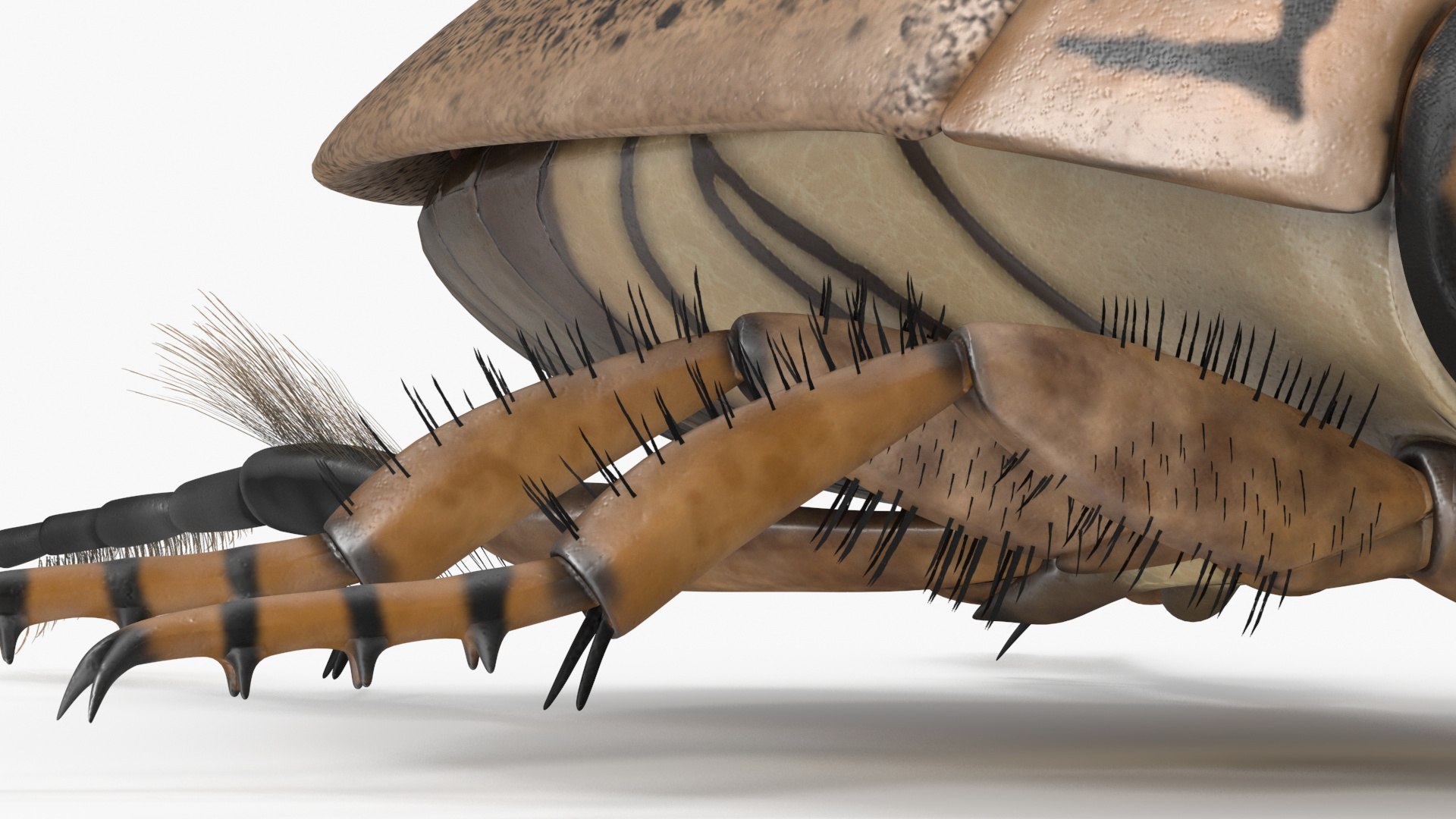 Water Beetle Beige 3D model https://p.turbosquid.com/ts-thumb/Vi/ypCKqD/jD/waterbeetlebeigevray3dmodel022/jpg/1718270655/1920x1080/fit_q87/cbd36cb1b359433399d394850f97e1cba5db8d10/waterbeetlebeigevray3dmodel022.jpg