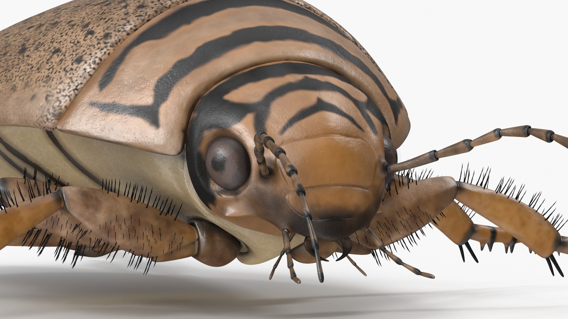 Water Beetle Beige 3D model https://p.turbosquid.com/ts-thumb/Vi/ypCKqD/ym/waterbeetlebeigevray3dmodel018/jpg/1718270642/1920x1080/fit_q87/0080007b12824ab283058a0aa1a2a0b8f9182299/waterbeetlebeigevray3dmodel018.jpg