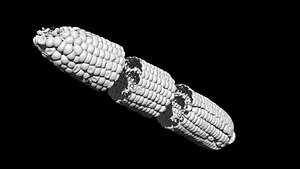corn 3D CT scan model cut2 decimate 30 percent 3D