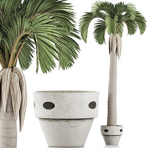 Plants Collection 133 Big Palm