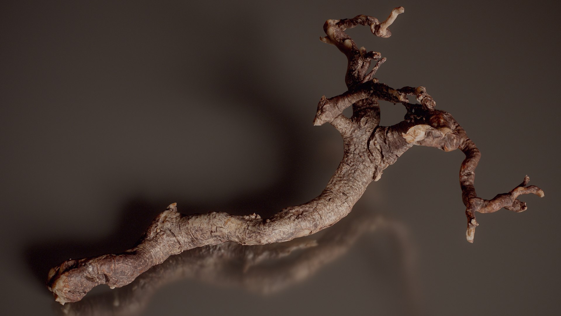 3D Multi Branched Root Wood Weathered Root Model - TurboSquid 2506981