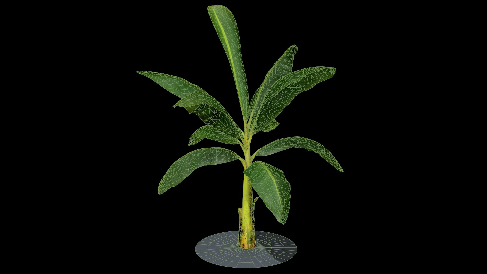 Banana Tree R3 Model - TurboSquid 2330361