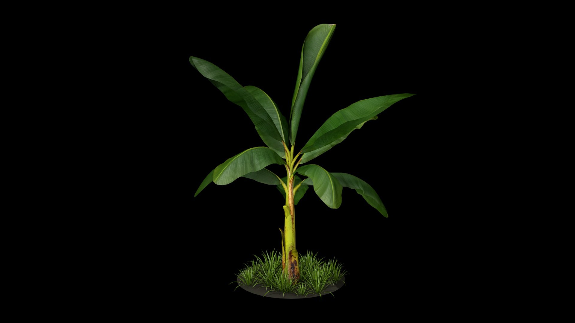 Banana Tree R3 Model - TurboSquid 2330361