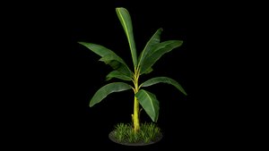 Banana Tree R3 model