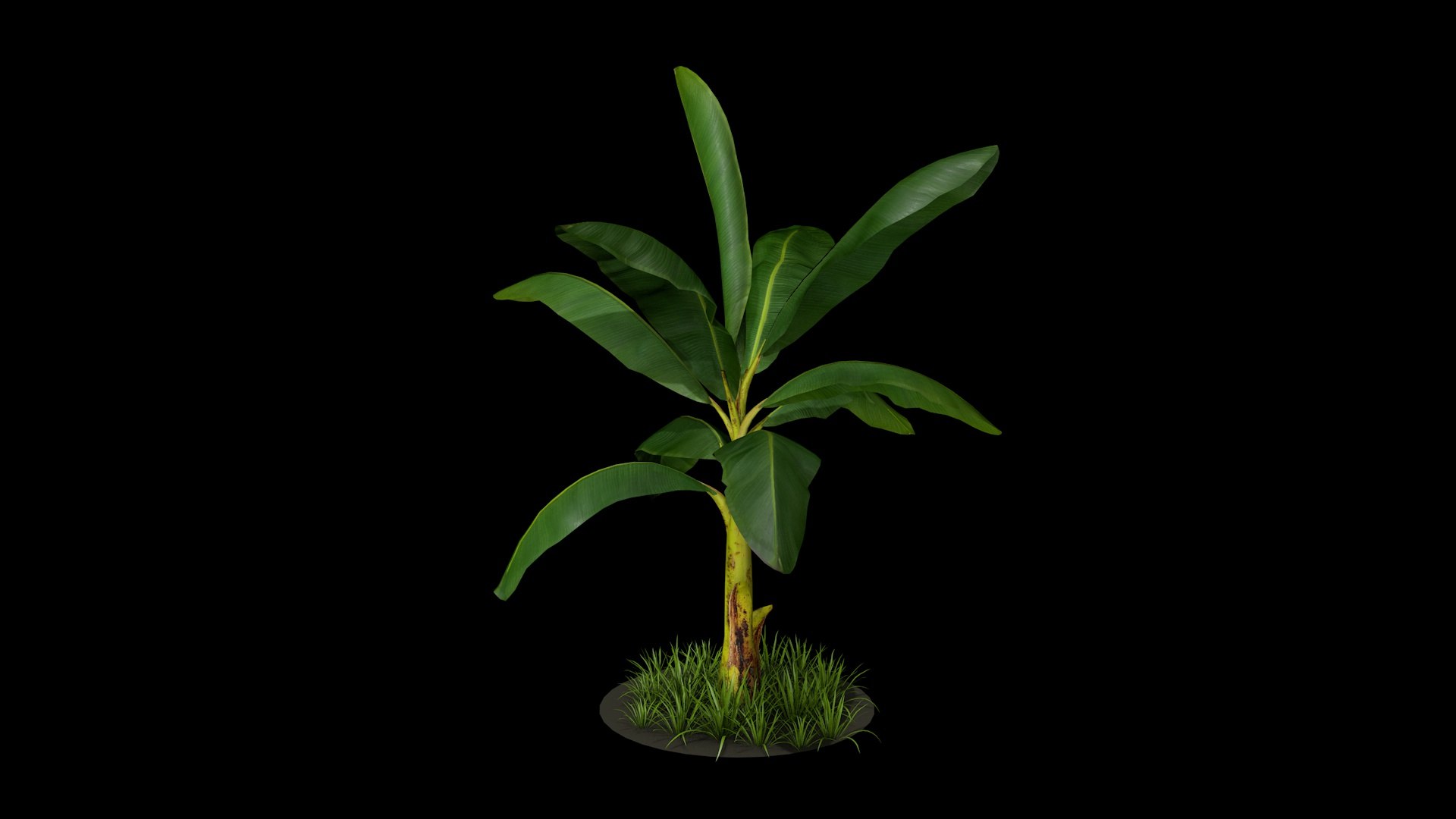 Banana Tree R3 Model - TurboSquid 2330361