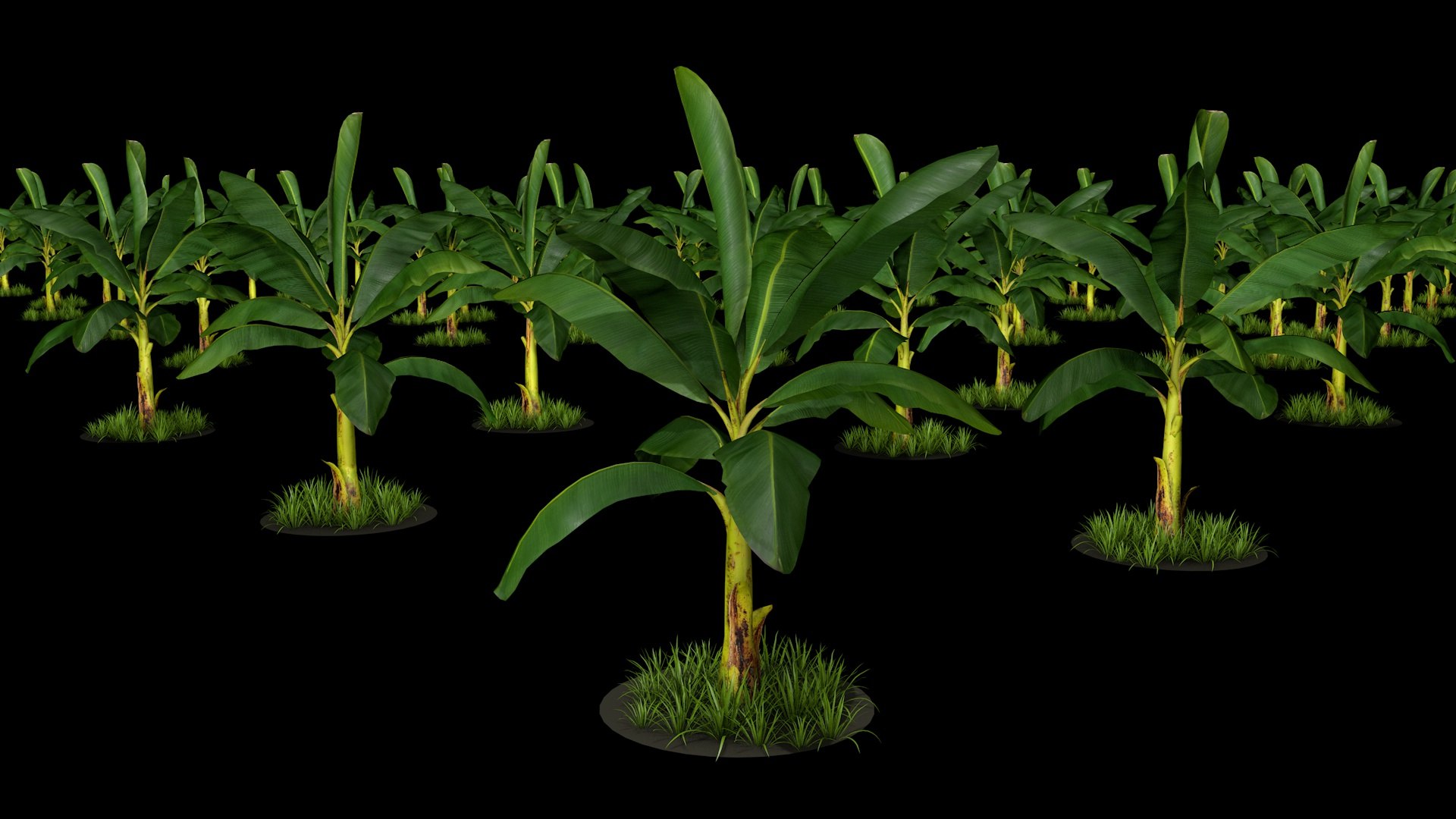 Banana Tree R3 Model - TurboSquid 2330361