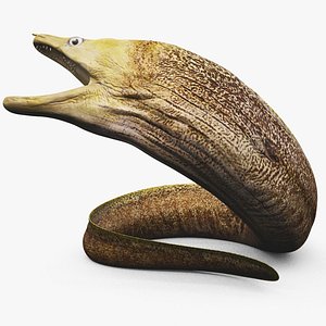 Moray Animated 3D
