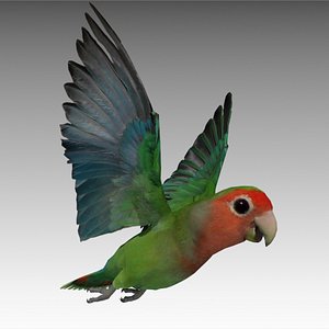 Lovebird Animated
