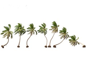 Cocos nucifera - Coconut tree 05 3D