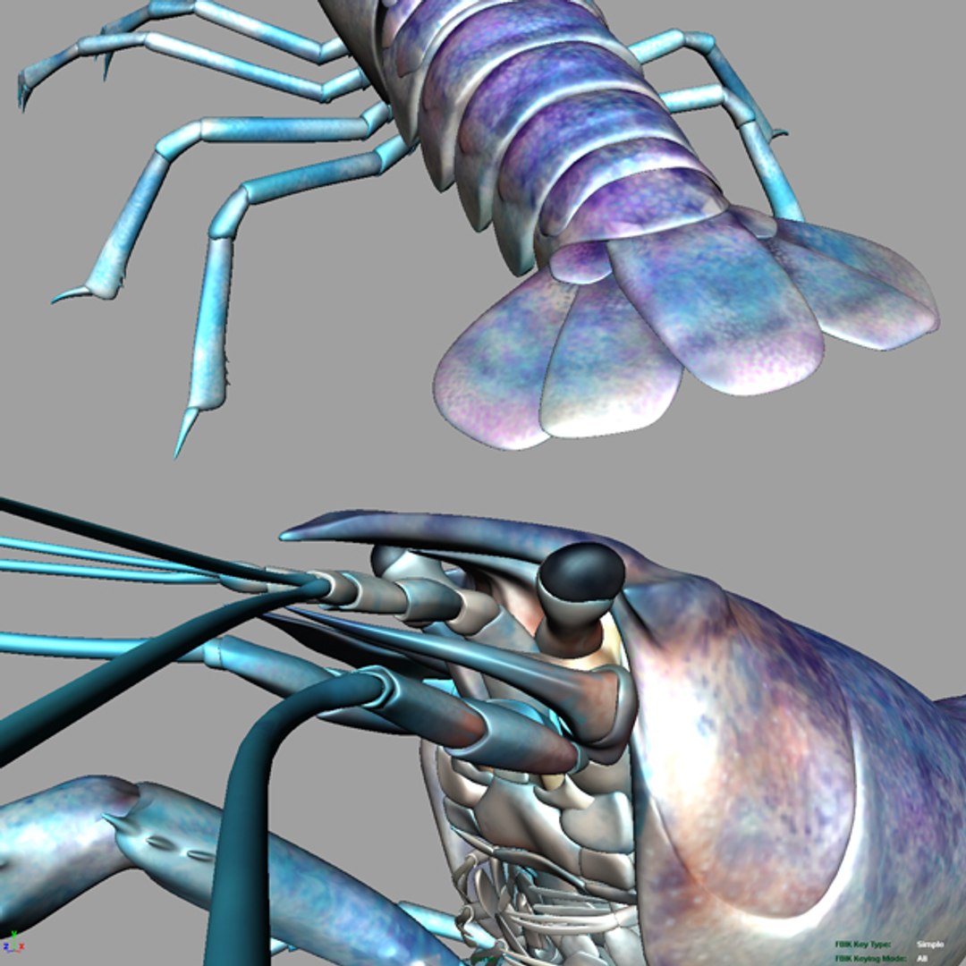 Lobster Crayfish 3d Model