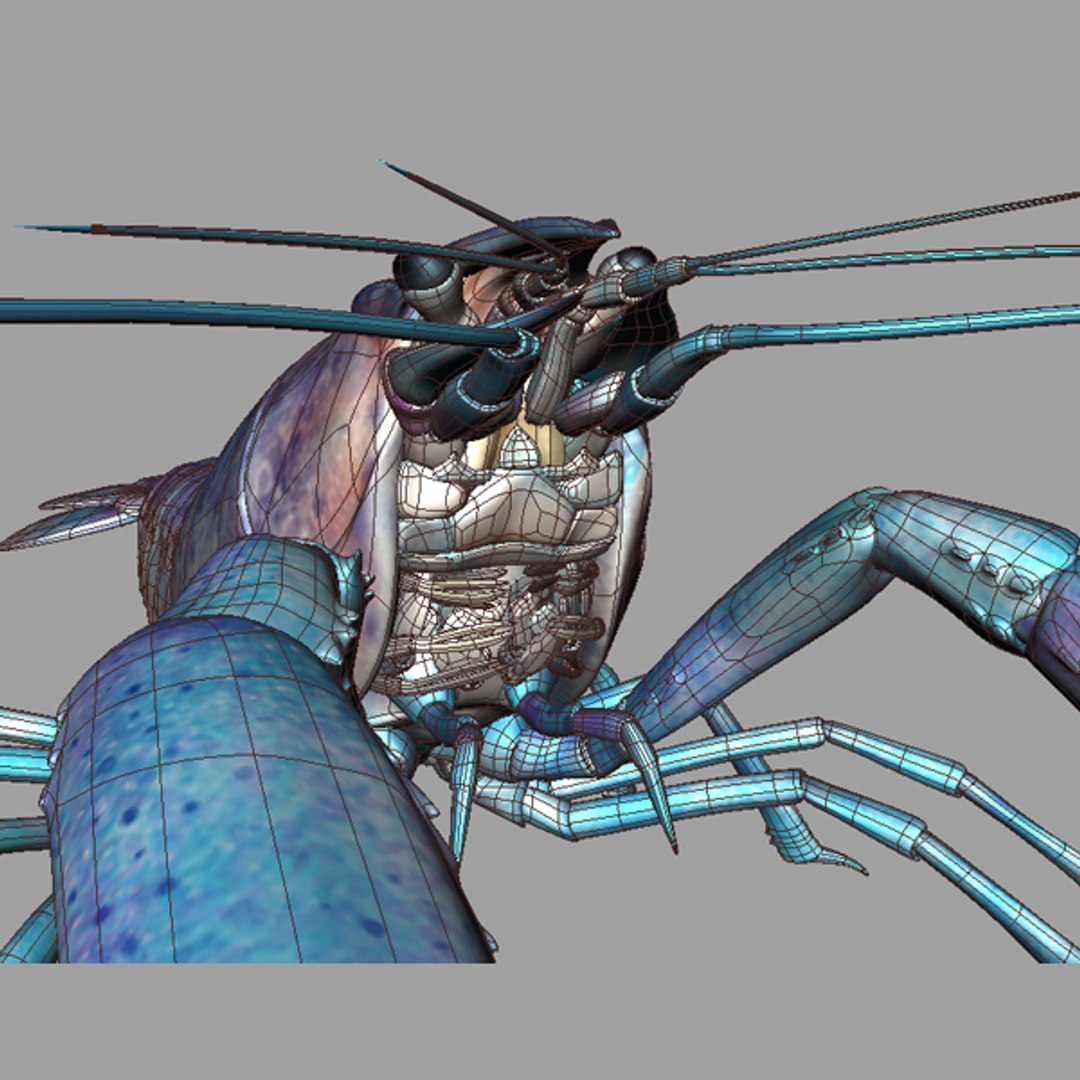 Lobster Crayfish 3d Model