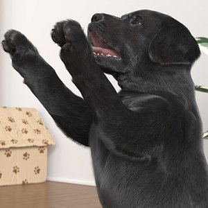 Black Labrador Puppy in Playful Standing Pose Fur for Cinema 4D model