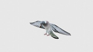 Low Poly Pigeon Rigged With Realistic Texture
