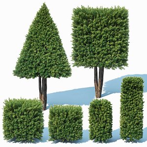 3D taxus baccata topiary model