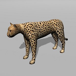 cheetah