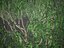 XfrogPlants Lemon-Scented Gum - Corymbia Citriodara