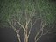 XfrogPlants Lemon-Scented Gum - Corymbia Citriodara