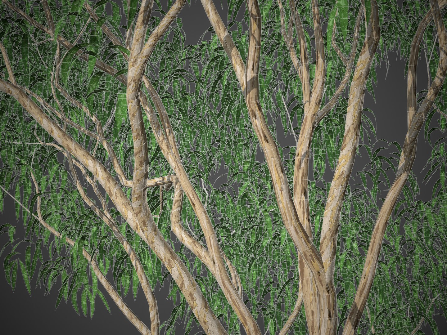 3D XfrogPlants Lemon-Scented Gum - Corymbia Citriodara model https://p.turbosquid.com/ts-thumb/Vk/81hJpU/nT/screenshot004/jpg/1630344203/1920x1080/fit_q87/b9ccd98ed31680b8889b2744e134c16f19aeb26a/screenshot004.jpg