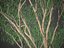 XfrogPlants Lemon-Scented Gum - Corymbia Citriodara