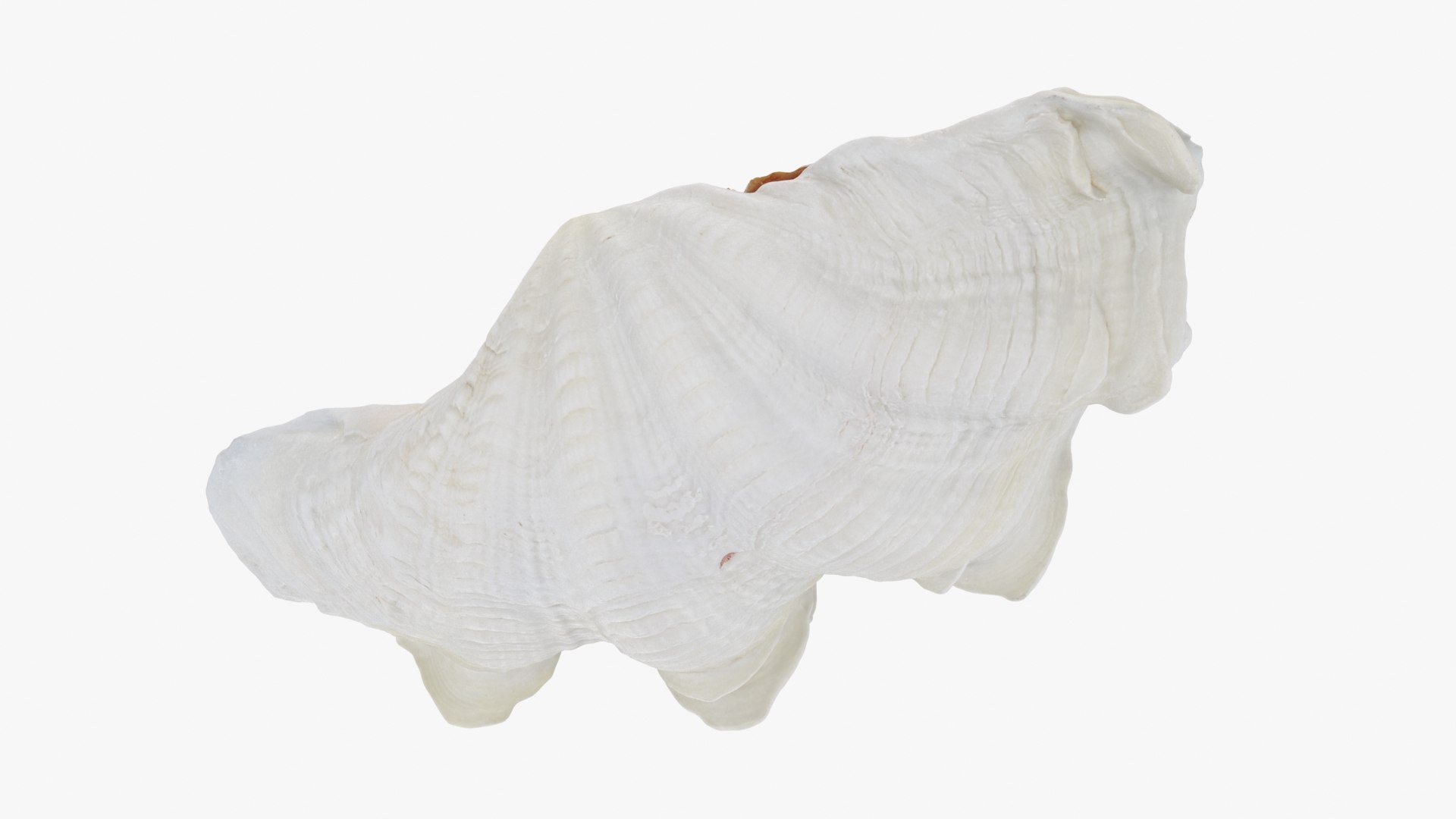 Giant Clam Shell Half 01 3D Model - TurboSquid 2302816
