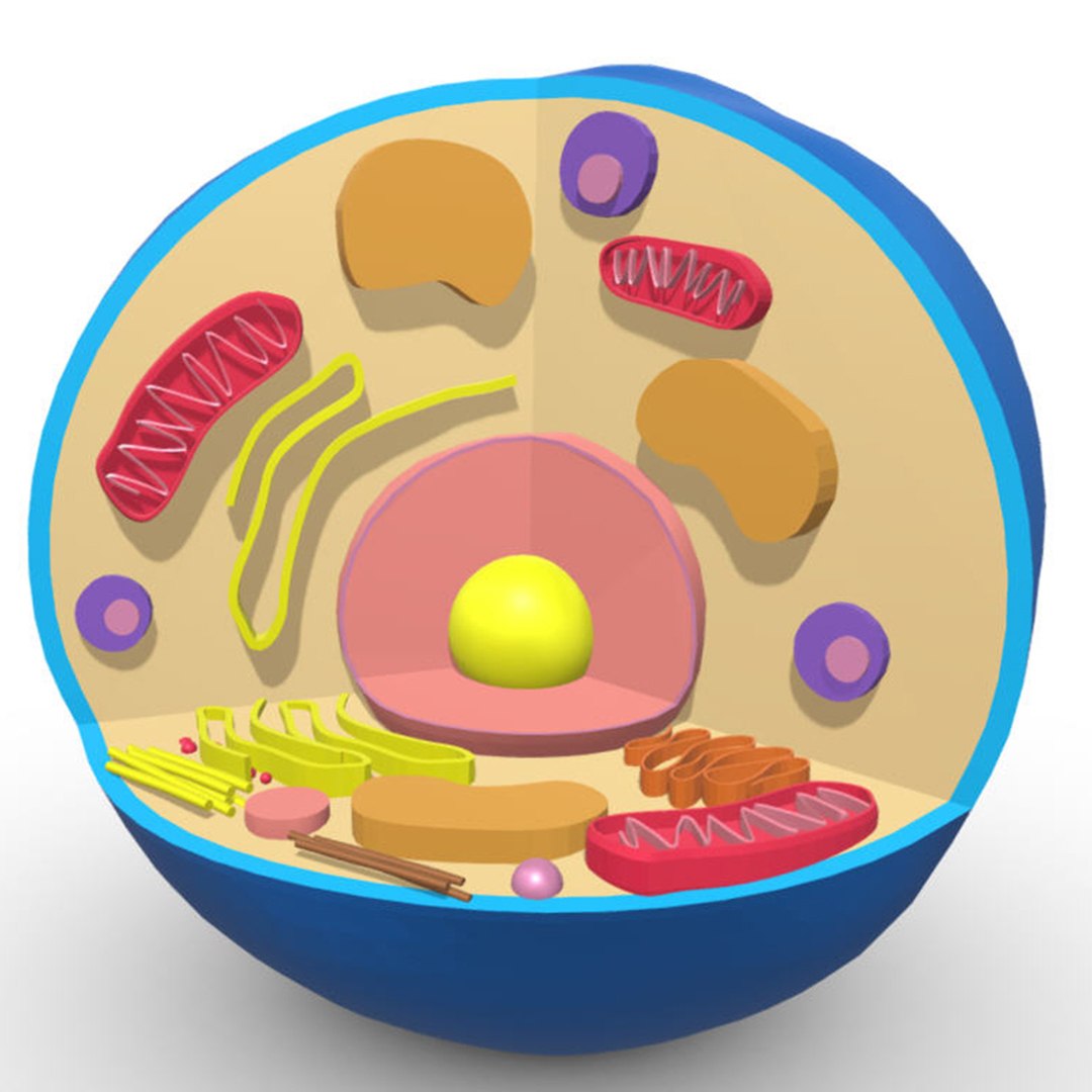 3D Animal Cell Model - TurboSquid 2127969