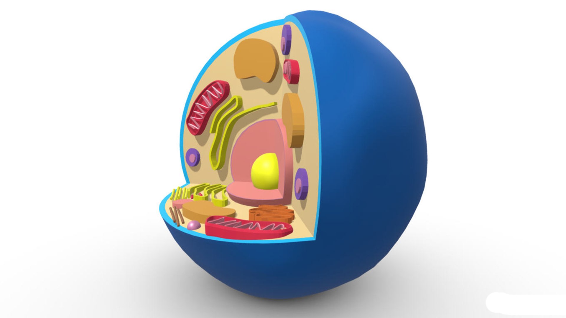 3D Animal Cell Model - TurboSquid 2127969