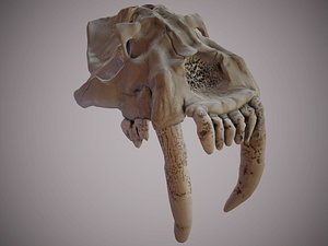 Smilodon Skull Lowpoly