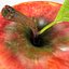 manzana