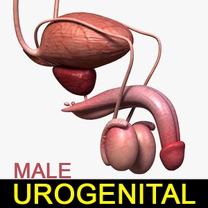 male urogenital 3d lwo
