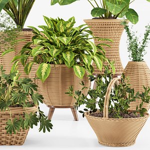 indoor plant collection 001 3D model