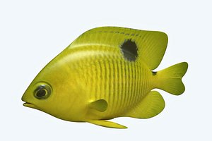 3D yellow fish