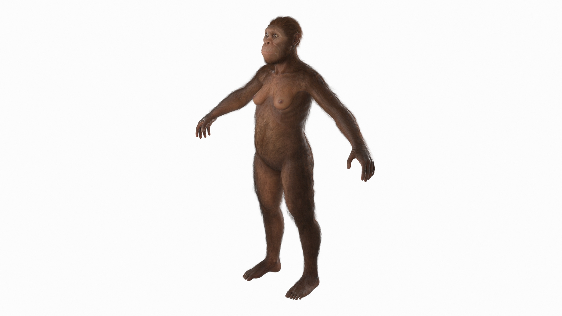 3D Anatomical Model of Australopithecus Female Fur Rigged for Maya https://p.turbosquid.com/ts-thumb/Vl/8DyGSI/ii/reproduction__anatomical_model_of_australopithecus_female_fur_rigged_360/jpg/1758260866/1920x1080/turn_fit_q99/628e43cd60c9da88693d9ef4aa17a414da04f1c9/reproduction__anatomical_model_of_australopithecus_female_fur_rigged_360-1.jpg