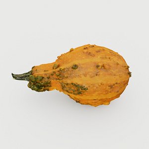 Decorative warty curly pumpkin with tubercles