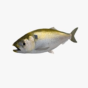 3D allis shad b