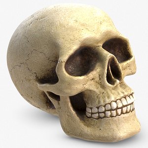 skull v-ray 3D model
