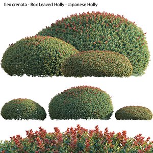 Ilex crenata - Box Leaved Holly - Japanese Holly - 02 3D model