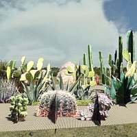 Suculents and cactus