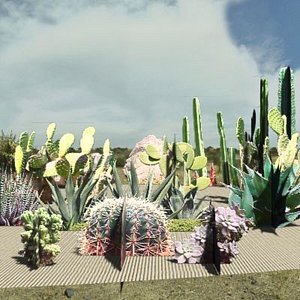 Suculents and cactus