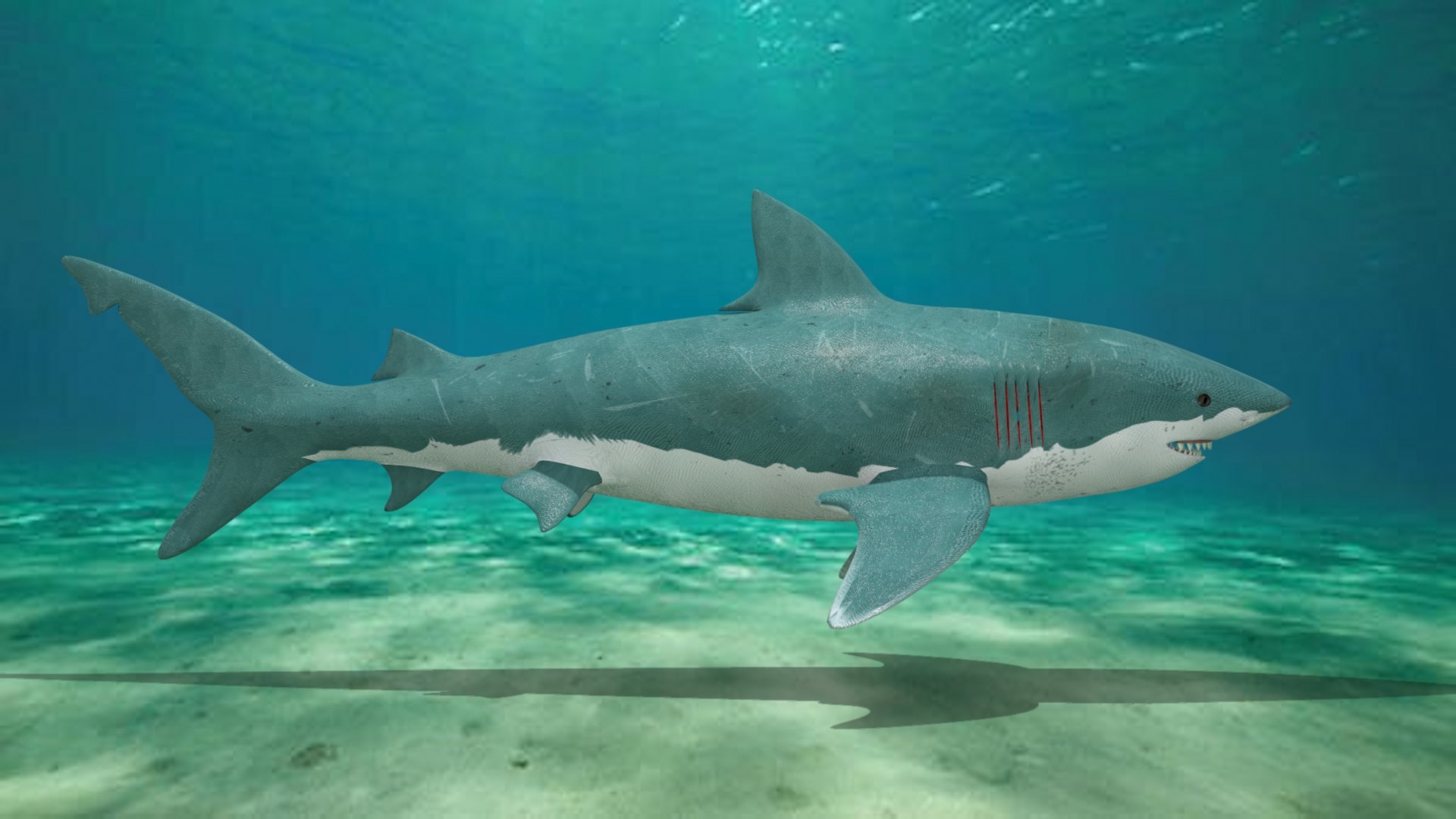 Great White Shark 3D Model - TurboSquid 2026860