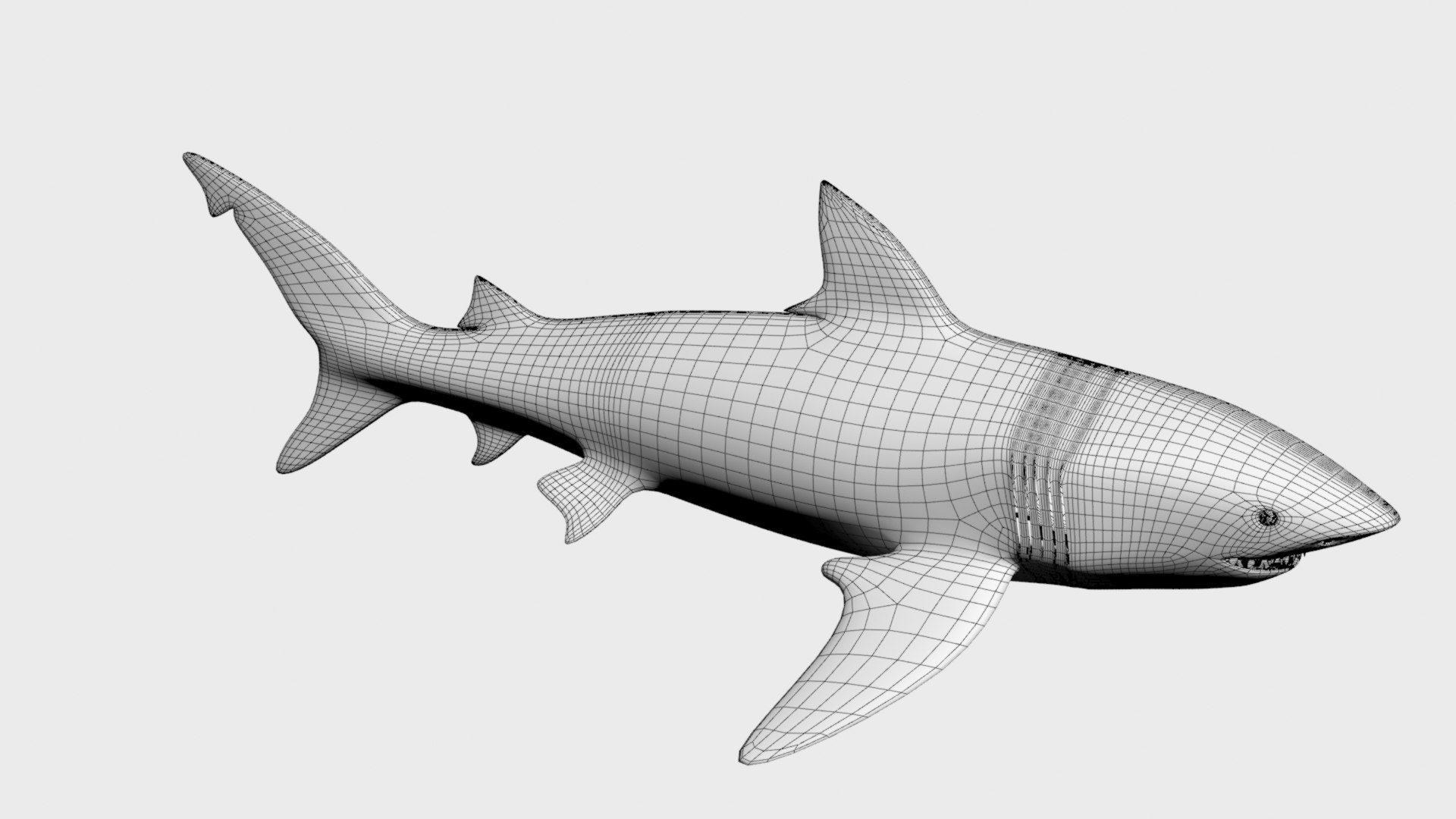 Great White Shark 3D Model - TurboSquid 2026860