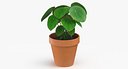 Potted Plant