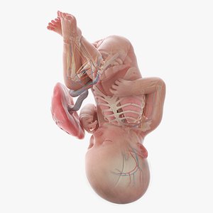 3D model Fetus Anatomy Week 39 Animated