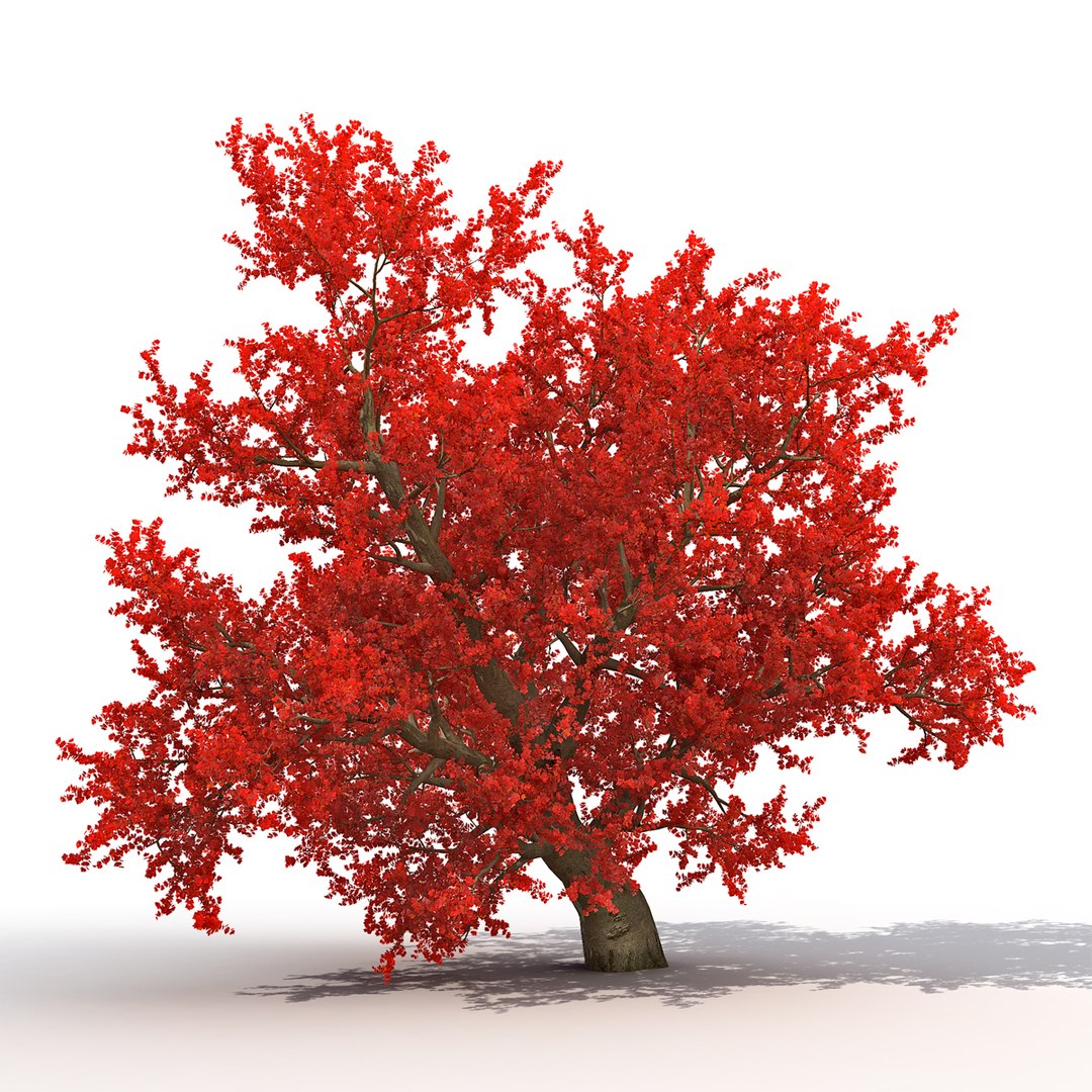 3d Autumn Red Maple Trees