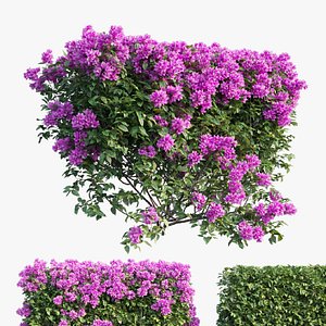 Bougainvillea  plant set 02